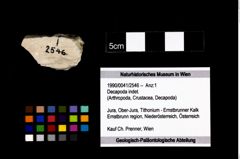 Foto (Objekt + Etikett) von Decapoda indet.  (NHMW-GEO-1990-0041-2546)